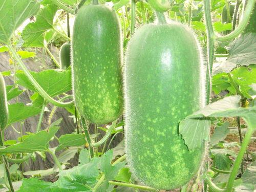 今日吃瓜必吃大瓜免费翰林府,免费翰林府，揭秘神秘豪宅背后的故事