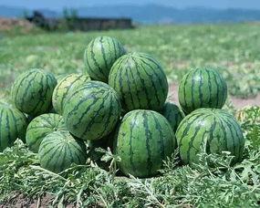 五大吃瓜网,揭秘网络舆论场的风云变幻